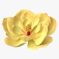 Magnolia Blossom with Stamen Column Yellow Fur