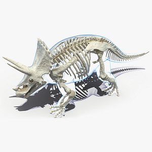 3D triceratops skeleton transparent skin model