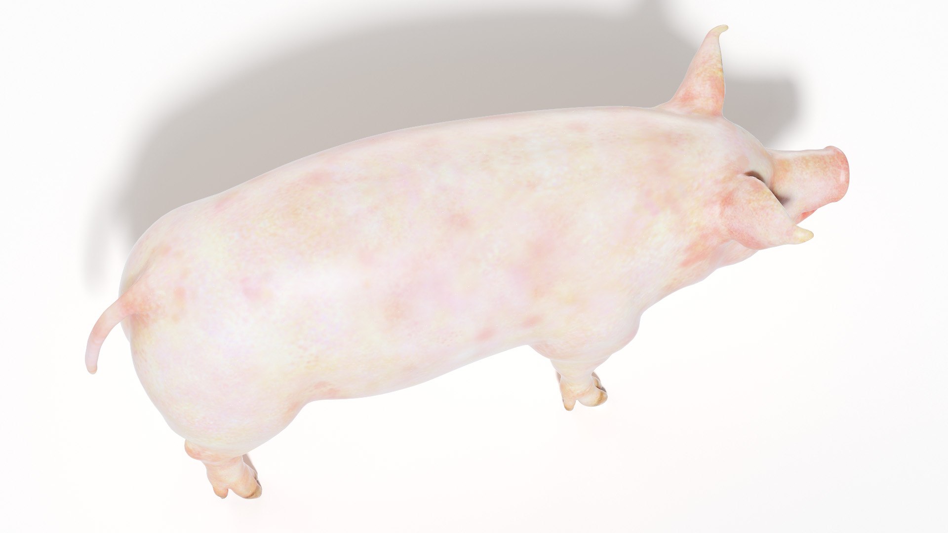 3D model Full Pig Anatomy Animated https://p.turbosquid.com/ts-thumb/Oj/1yPZV8/09/pig_body0004/jpg/1655811981/1920x1080/fit_q87/59899a743d36ceff7d646eda5da6d016460692e0/pig_body0004.jpg