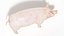 Full Pig Anatomy Animated