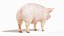 Full Pig Anatomy Animated