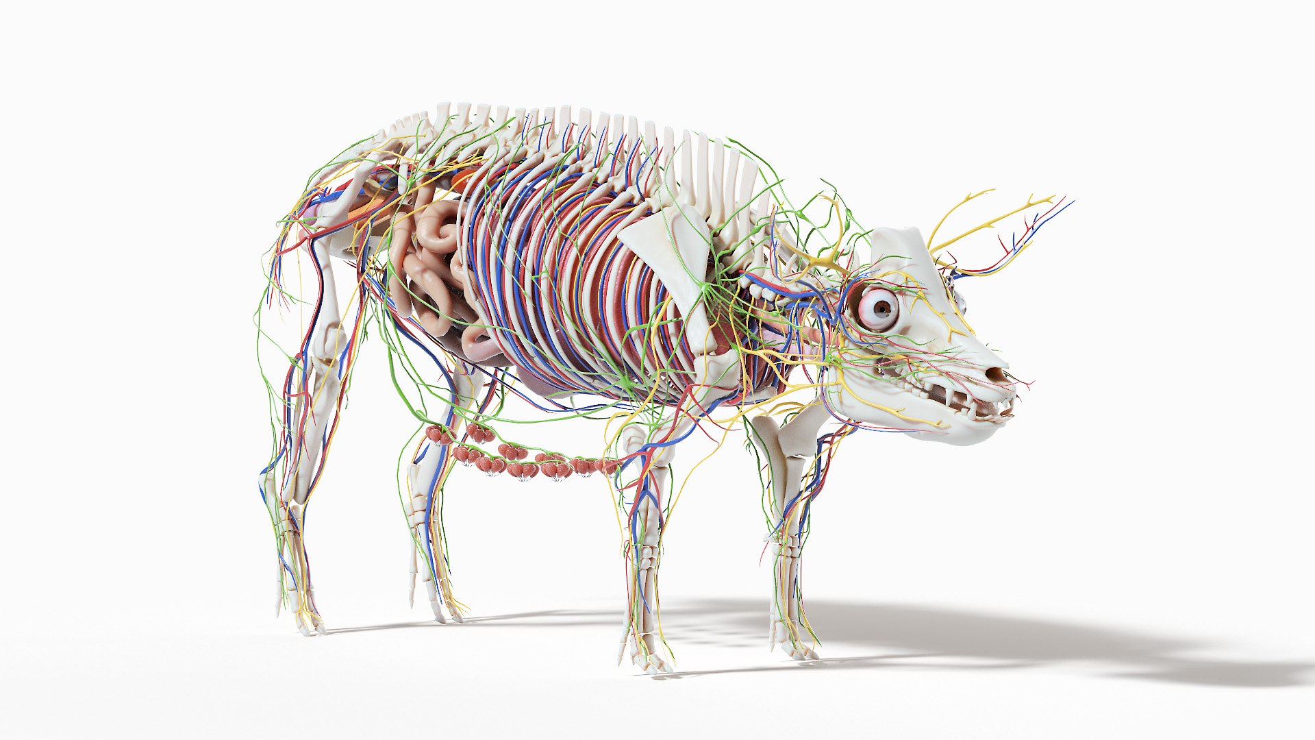 3D model Full Pig Anatomy Animated https://p.turbosquid.com/ts-thumb/Oj/1yPZV8/4S/pig_anatomy_2f0000/jpg/1655813159/1920x1080/fit_q87/da1b2d2bf586d94086369675b36cb2bb753a926a/pig_anatomy_2f0000.jpg