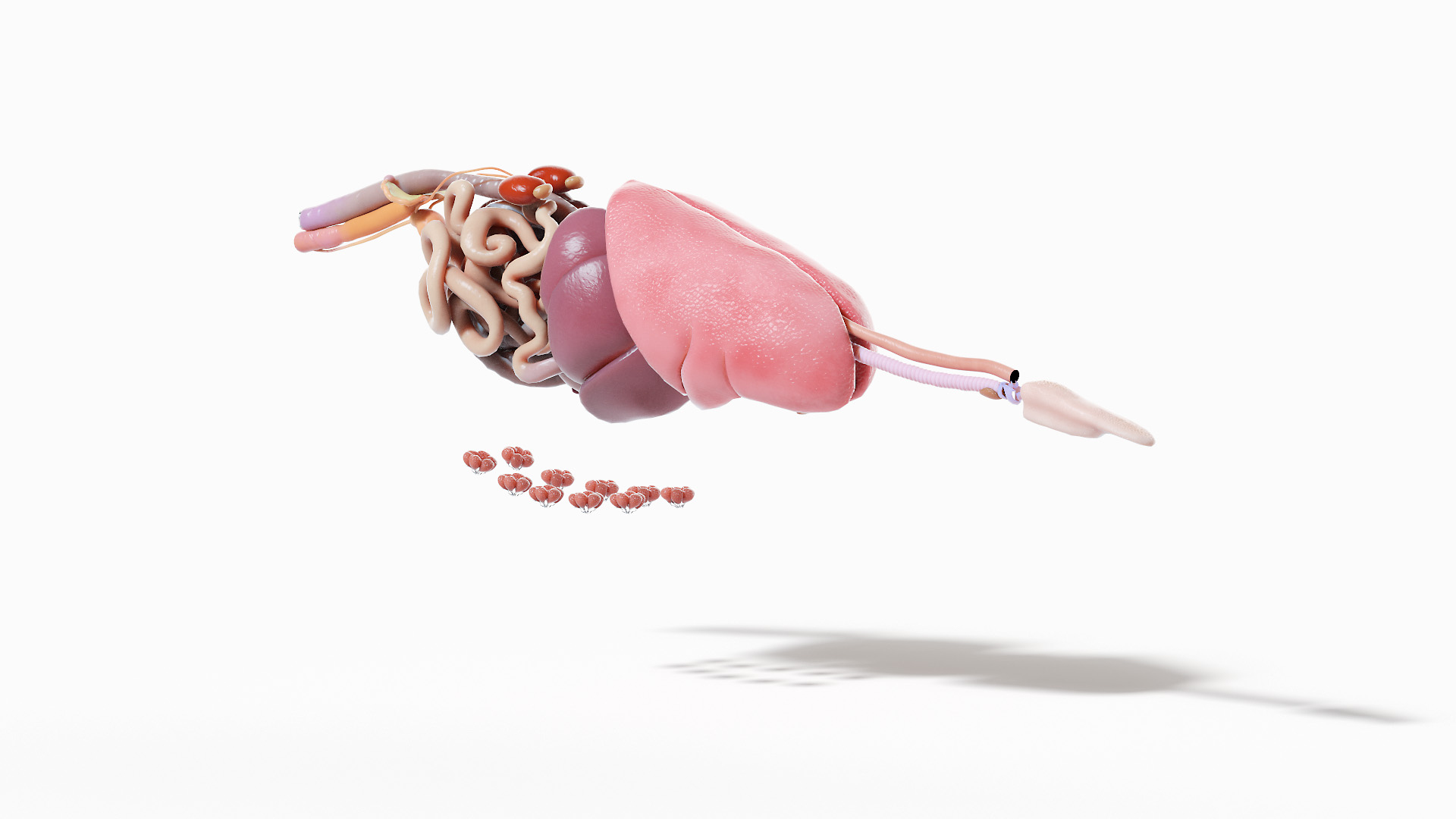 3D model Full Pig Anatomy Animated https://p.turbosquid.com/ts-thumb/Oj/1yPZV8/7j/pig_anatomy_anatomy_skeleton_organs_s/jpg/1623832857/1920x1080/turn_fit_q99/52a22053a594fca56235c529b5f3c6ab31987b3b/pig_anatomy_anatomy_skeleton_organs_s-1.jpg