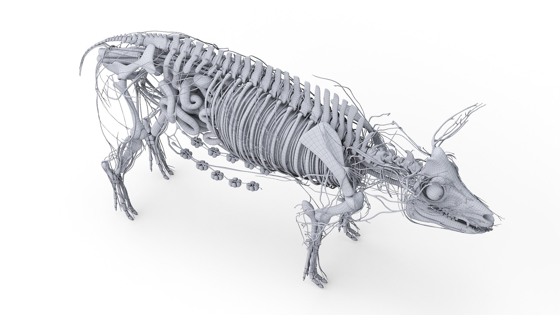 3D model Full Pig Anatomy Animated https://p.turbosquid.com/ts-thumb/Oj/1yPZV8/7q/2021_pig_anatomy_wire_anatomy2f0007/jpg/1655816063/1920x1080/fit_q87/6c71c83c32ffc2b0af7ee185d4005927b3938282/2021_pig_anatomy_wire_anatomy2f0007.jpg