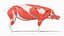Full Pig Anatomy Animated