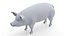 Full Pig Anatomy Animated