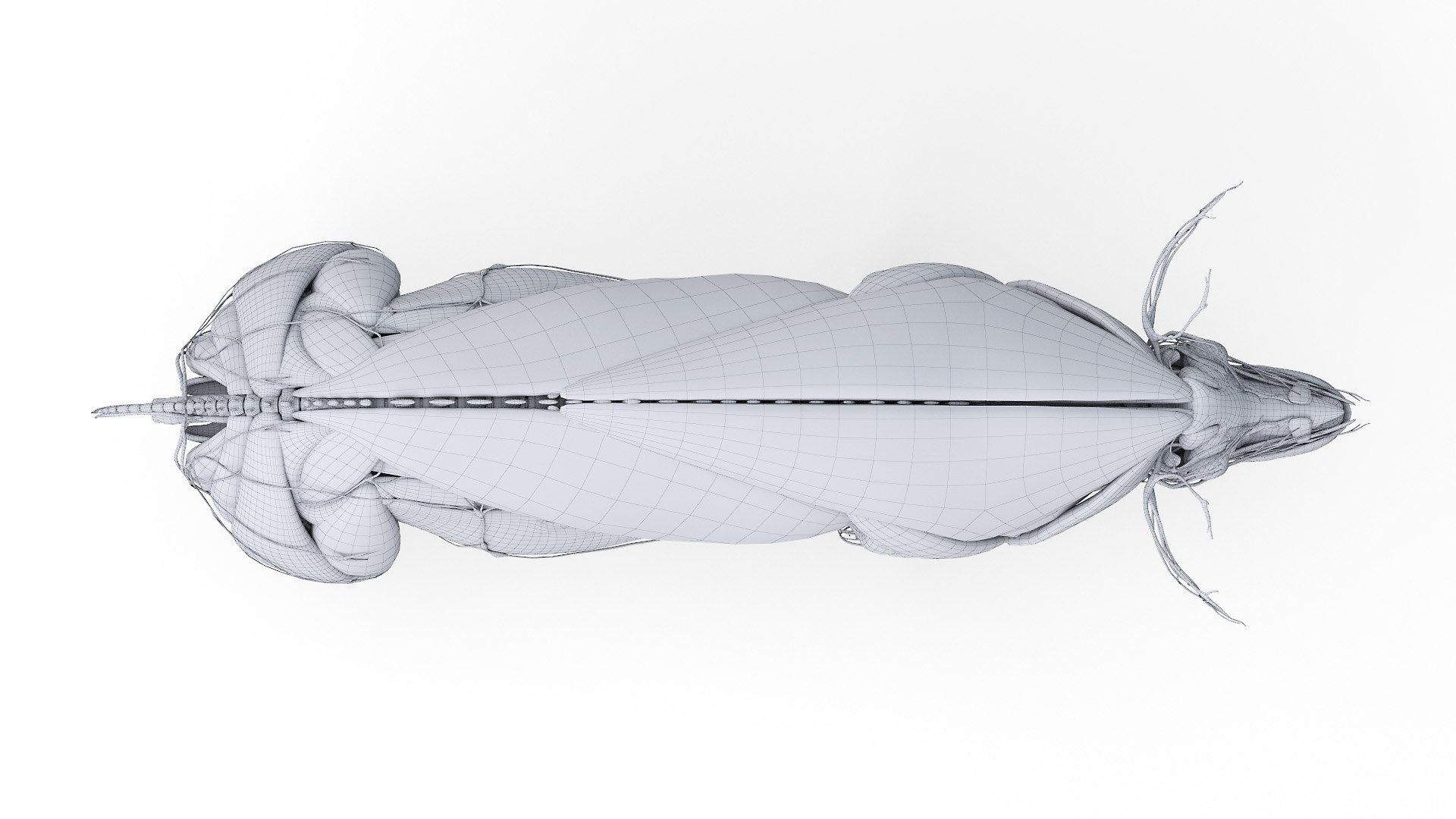 3D model Full Pig Anatomy Animated https://p.turbosquid.com/ts-thumb/Oj/1yPZV8/DL/2021_pig_anatomy_wire_anatomy0006/jpg/1655816001/1920x1080/fit_q87/de07c9302b39932e3ed658d0dc6af337a9471768/2021_pig_anatomy_wire_anatomy0006.jpg