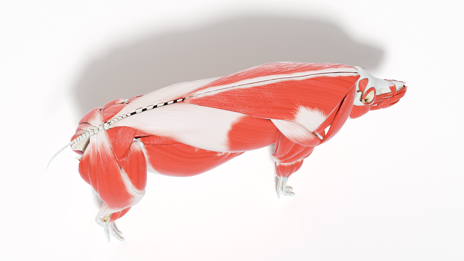 3D model Full Pig Anatomy Animated https://p.turbosquid.com/ts-thumb/Oj/1yPZV8/Dp/pig_anatomy_systems_muscles0004/jpg/1655812840/1920x1080/fit_q87/f80b243ced4bdd2cb26059c0dab20c9b4f47a4fc/pig_anatomy_systems_muscles0004.jpg