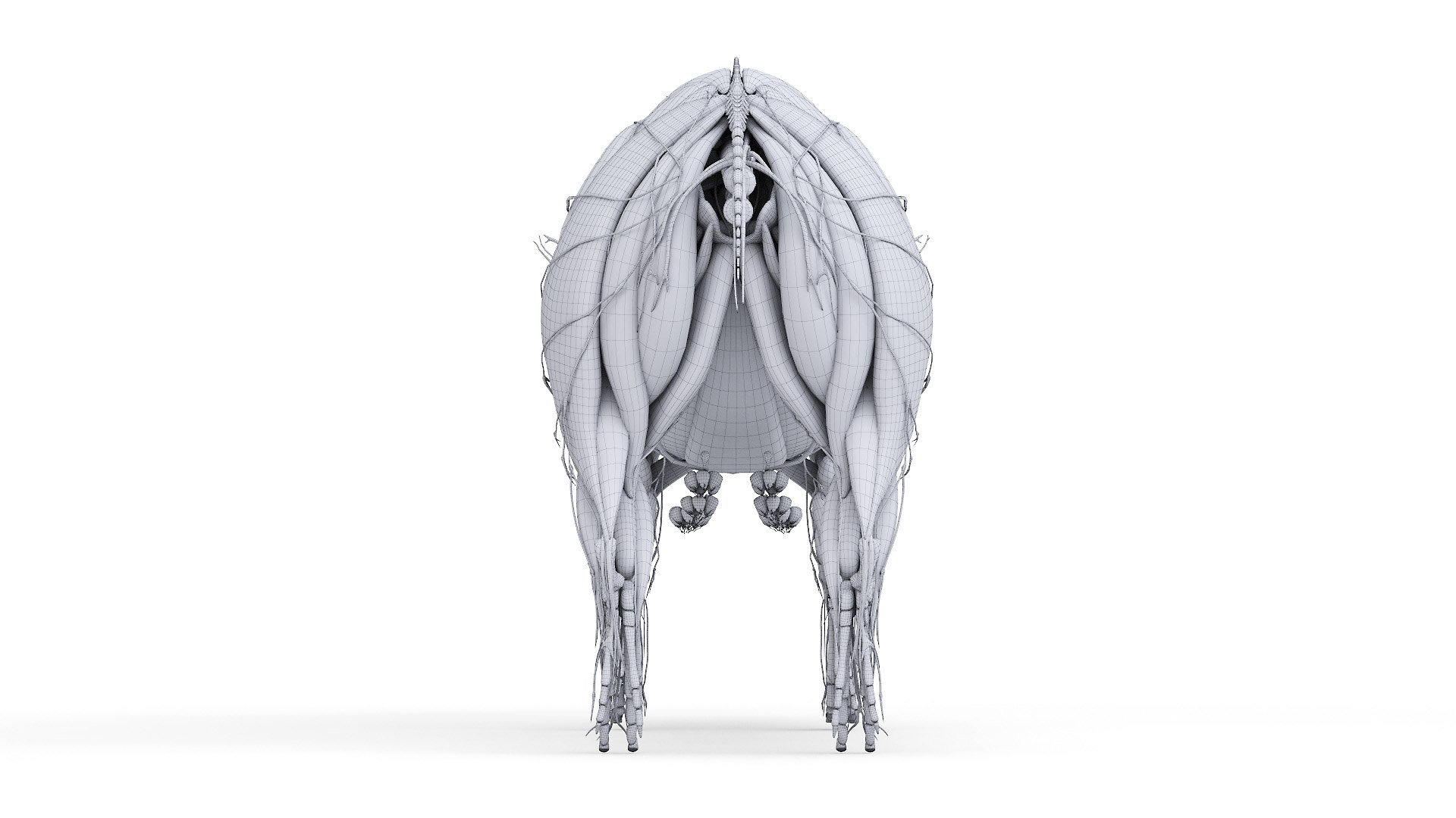 3D model Full Pig Anatomy Animated https://p.turbosquid.com/ts-thumb/Oj/1yPZV8/IN/2021_pig_anatomy_wire_anatomy0005/jpg/1655816000/1920x1080/fit_q87/5be8d574dcfcca870d4d0bf8f7f561af21d1ee84/2021_pig_anatomy_wire_anatomy0005.jpg