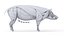 Full Pig Anatomy Animated