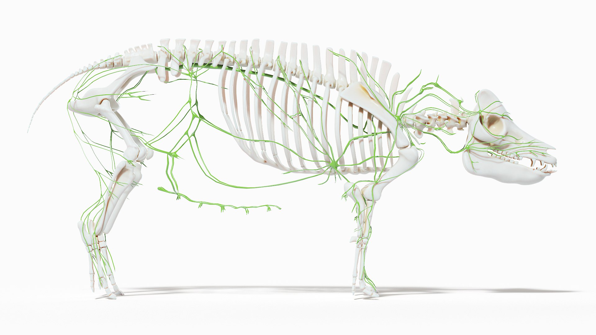 3D model Full Pig Anatomy Animated https://p.turbosquid.com/ts-thumb/Oj/1yPZV8/QI/pig_anatomy_systems_lymphatic0002/jpg/1655813026/1920x1080/fit_q87/053fe7235fb4e19ab6a913d9b49576a3b8bf5ad9/pig_anatomy_systems_lymphatic0002.jpg