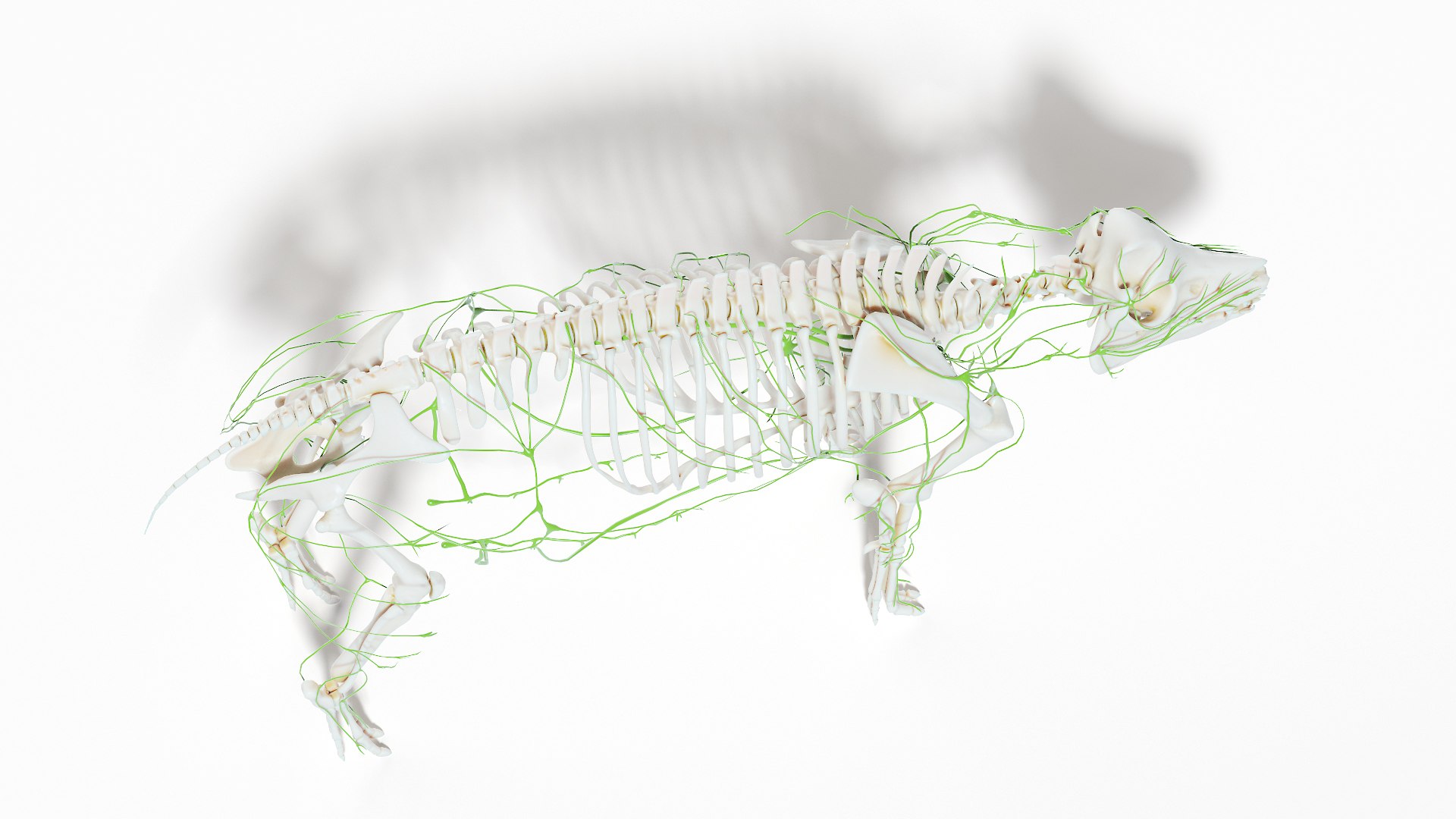 3D model Full Pig Anatomy Animated https://p.turbosquid.com/ts-thumb/Oj/1yPZV8/QR/pig_anatomy_systems_lymphatic0004/jpg/1655813028/1920x1080/fit_q87/f51773428c610a90b9dcfe4fa5c2ad93d1be140c/pig_anatomy_systems_lymphatic0004.jpg