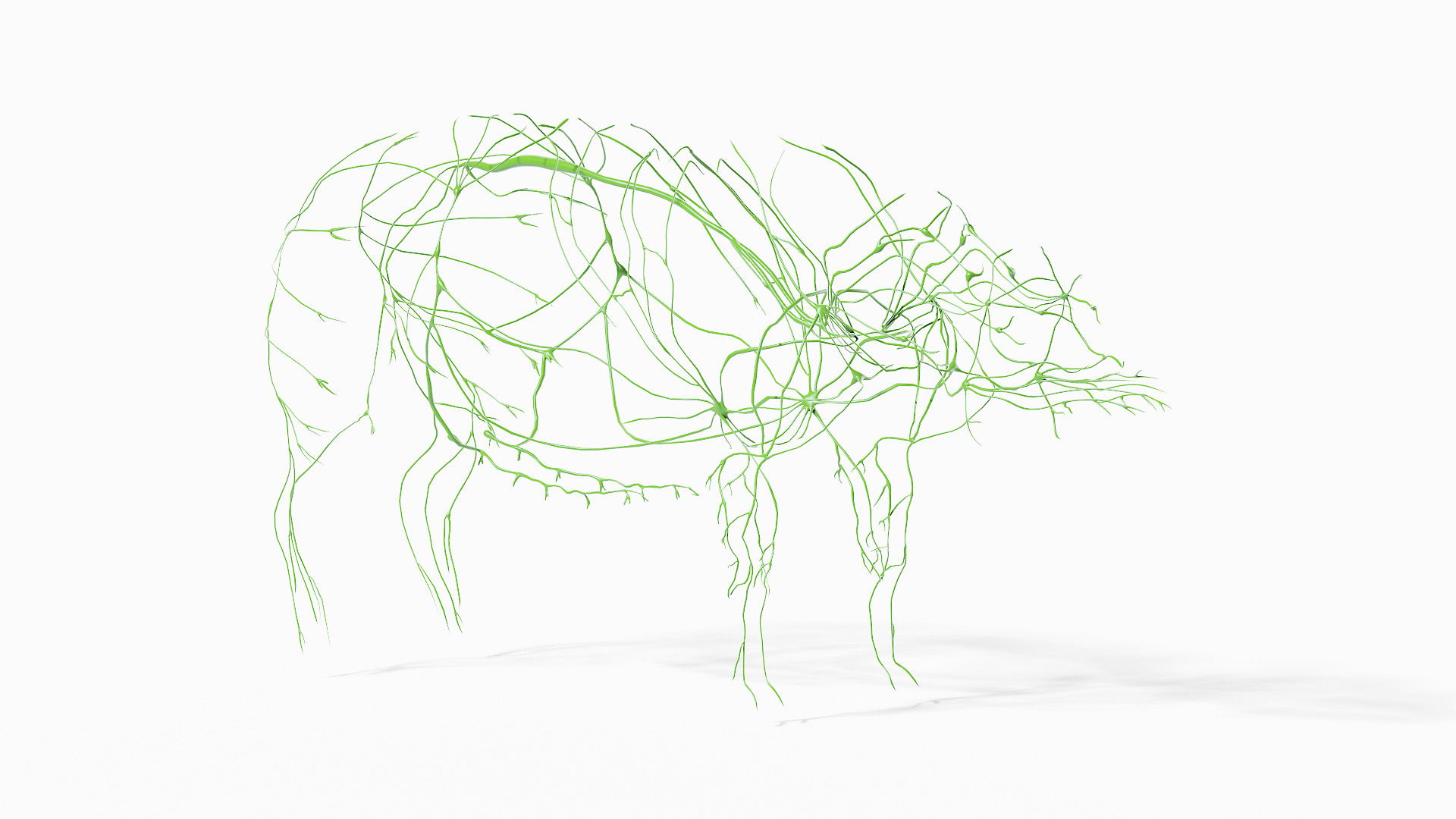 3D model Full Pig Anatomy Animated https://p.turbosquid.com/ts-thumb/Oj/1yPZV8/RB/pig_anatomy_anatomy_skeleton_lymphatic_s/jpg/1623832756/1920x1080/turn_fit_q99/172ad65720d44970b2fbaa4f8f39a17200643903/pig_anatomy_anatomy_skeleton_lymphatic_s-1.jpg