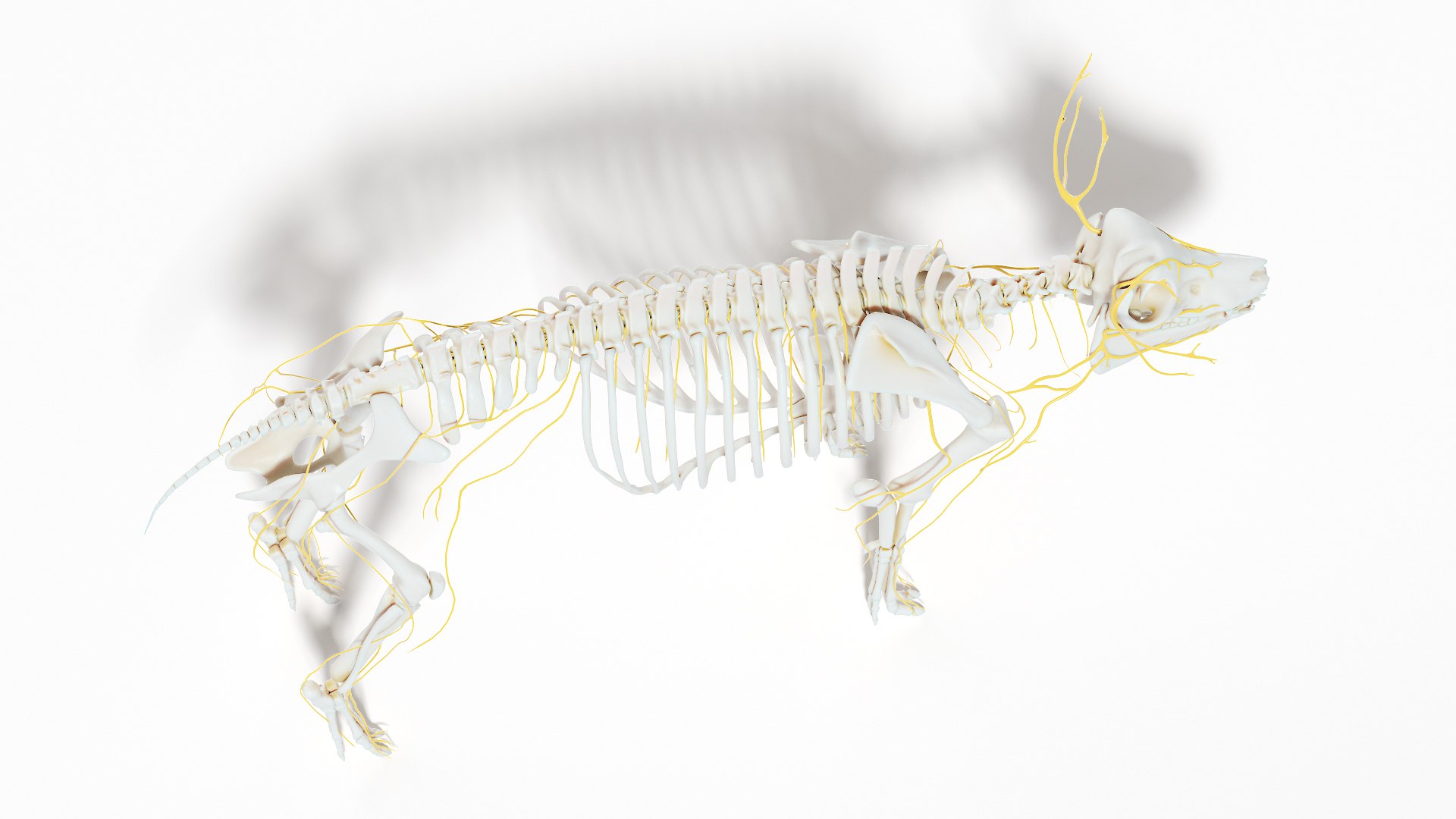 3D model Full Pig Anatomy Animated https://p.turbosquid.com/ts-thumb/Oj/1yPZV8/Rs/pig_anatomy_systems_nervous0004/jpg/1655812141/1920x1080/fit_q87/dd7bfd73b7a210fed0c8d0f3a78eab3e9cb8a42d/pig_anatomy_systems_nervous0004.jpg