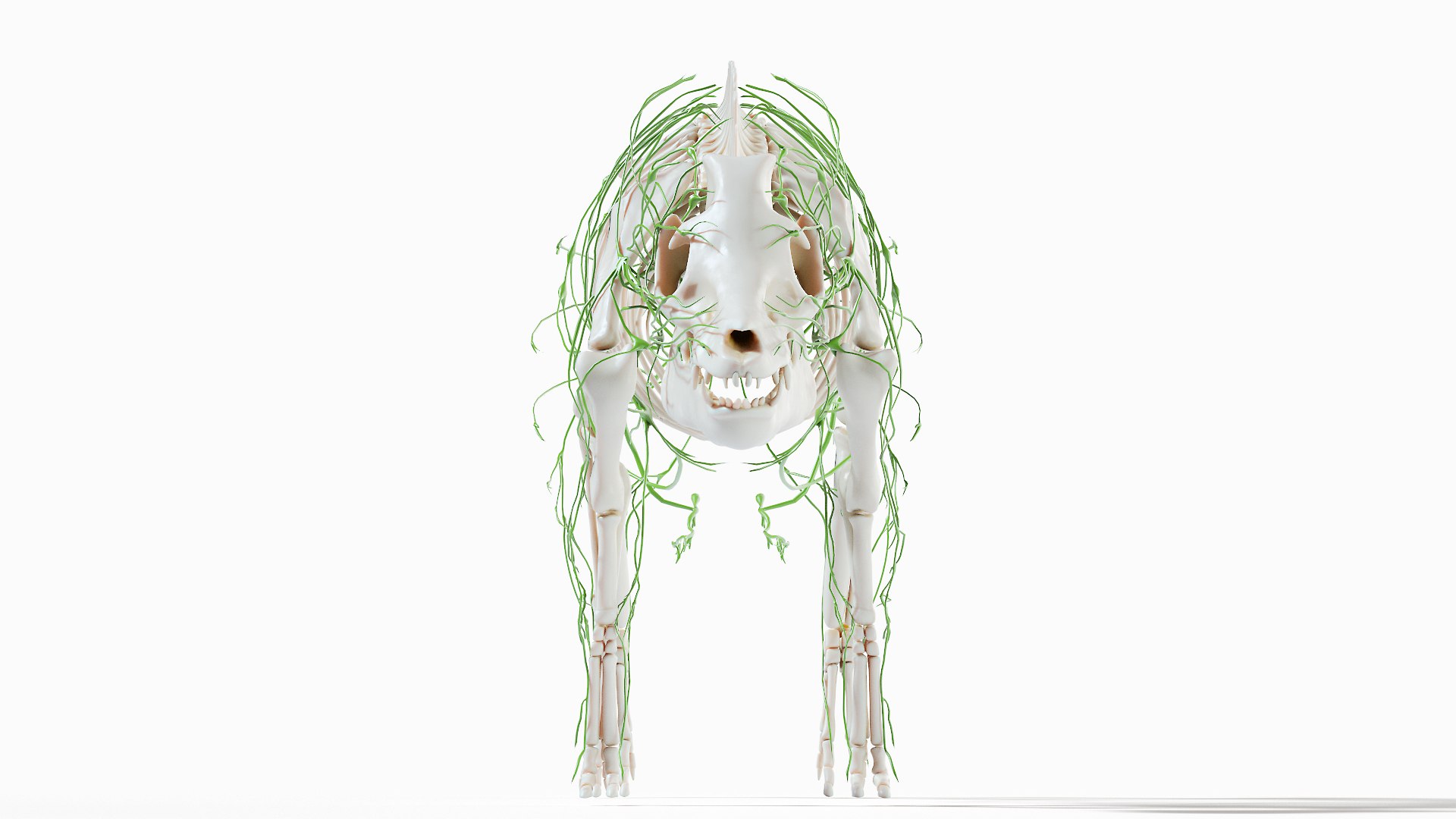 3D model Full Pig Anatomy Animated https://p.turbosquid.com/ts-thumb/Oj/1yPZV8/YC/pig_anatomy_systems_lymphatic0005/jpg/1655813028/1920x1080/fit_q87/dc61ad8090d4bd0fe7630144d60b4713a3fde040/pig_anatomy_systems_lymphatic0005.jpg