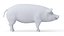 Full Pig Anatomy Animated