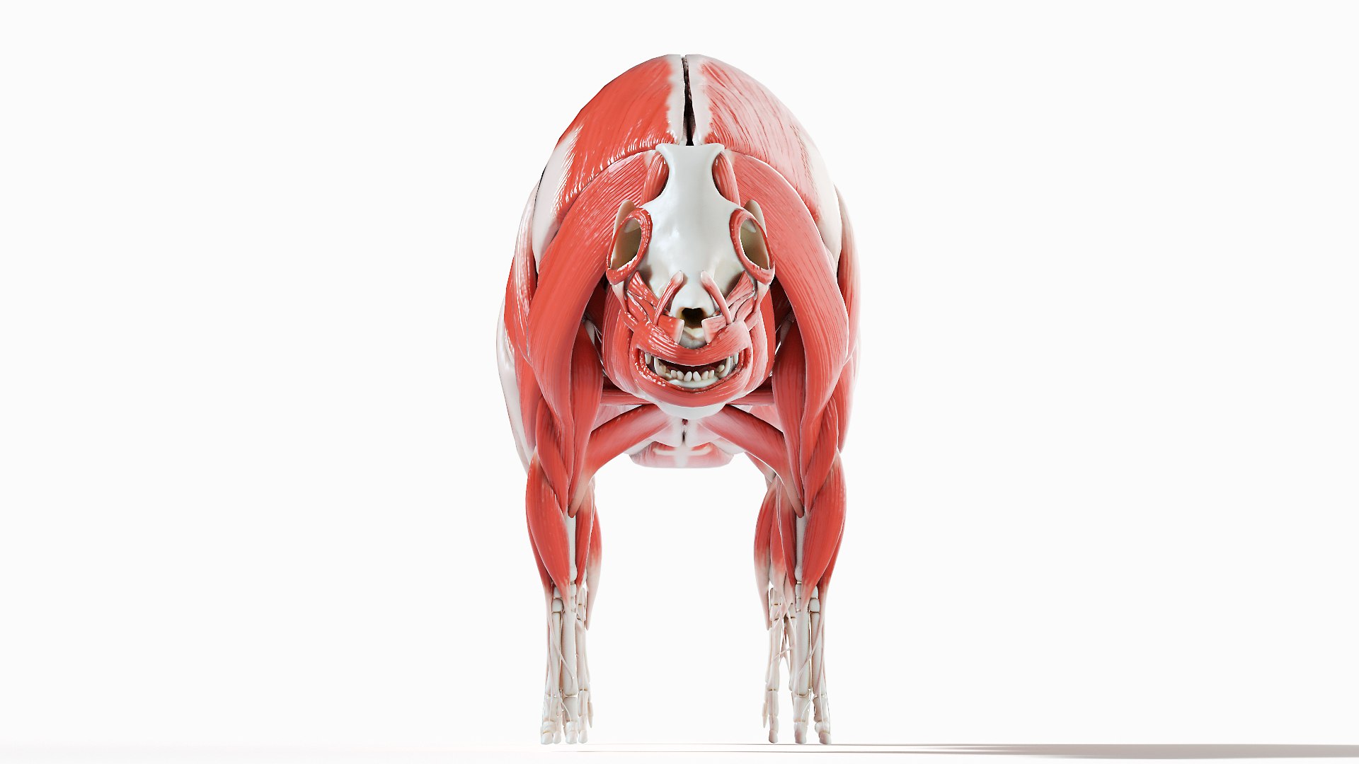 3D model Full Pig Anatomy Animated https://p.turbosquid.com/ts-thumb/Oj/1yPZV8/Z3/pig_anatomy_systems_muscles0005/jpg/1655812840/1920x1080/fit_q87/01bc7799fc96274cf9d3415111246d11e9b8ed03/pig_anatomy_systems_muscles0005.jpg