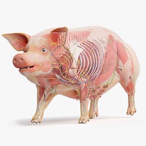 3D model Full Pig Anatomy Animated