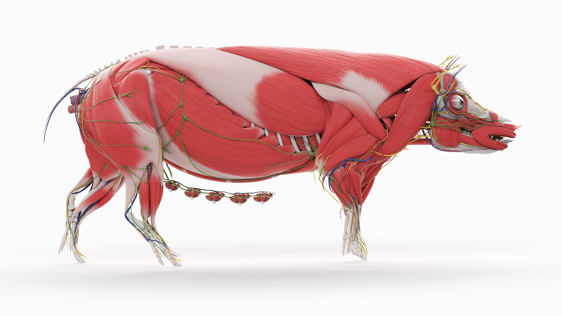 3D model Full Pig Anatomy Animated https://p.turbosquid.com/ts-thumb/Oj/1yPZV8/a8/pig_animated_anatomy_1f_tt/jpg/1655802190/1920x1080/turn_fit_q99/62559d0761002363537e1205d403637307223365/pig_animated_anatomy_1f_tt-1.jpg
