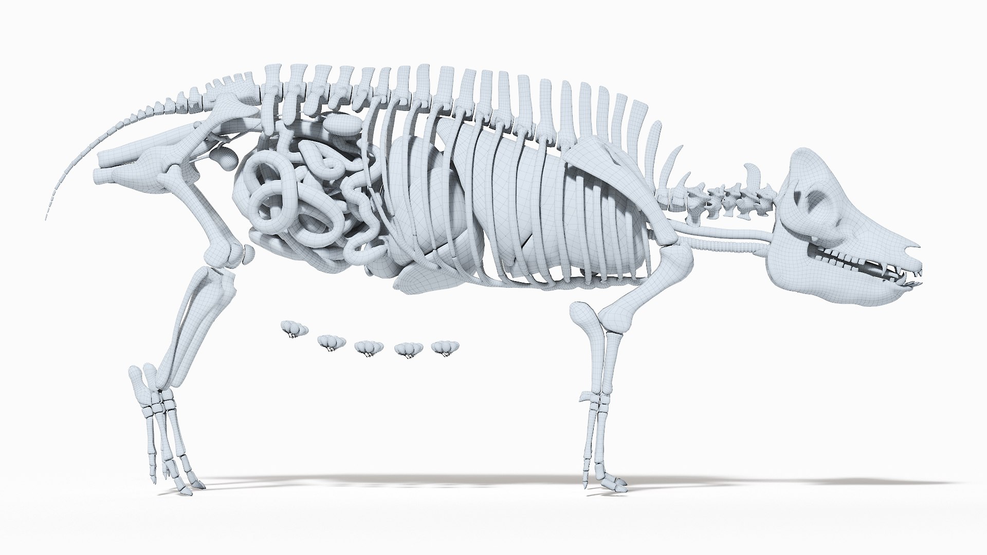 3D model Full Pig Anatomy Animated https://p.turbosquid.com/ts-thumb/Oj/1yPZV8/b9/pig_anatomy_systems_organs_wire0002/jpg/1655828374/1920x1080/fit_q87/62b5cb4b08c79a0a278165caa8717e1599d7e144/pig_anatomy_systems_organs_wire0002.jpg