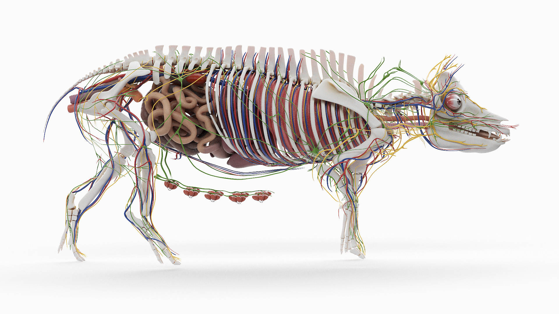 3D model Full Pig Anatomy Animated https://p.turbosquid.com/ts-thumb/Oj/1yPZV8/dh/pig_animated_anatomy_2f_tt/jpg/1655807889/1920x1080/turn_fit_q99/1927703886864c573aca6f38d9a55853ba9e8d16/pig_animated_anatomy_2f_tt-1.jpg