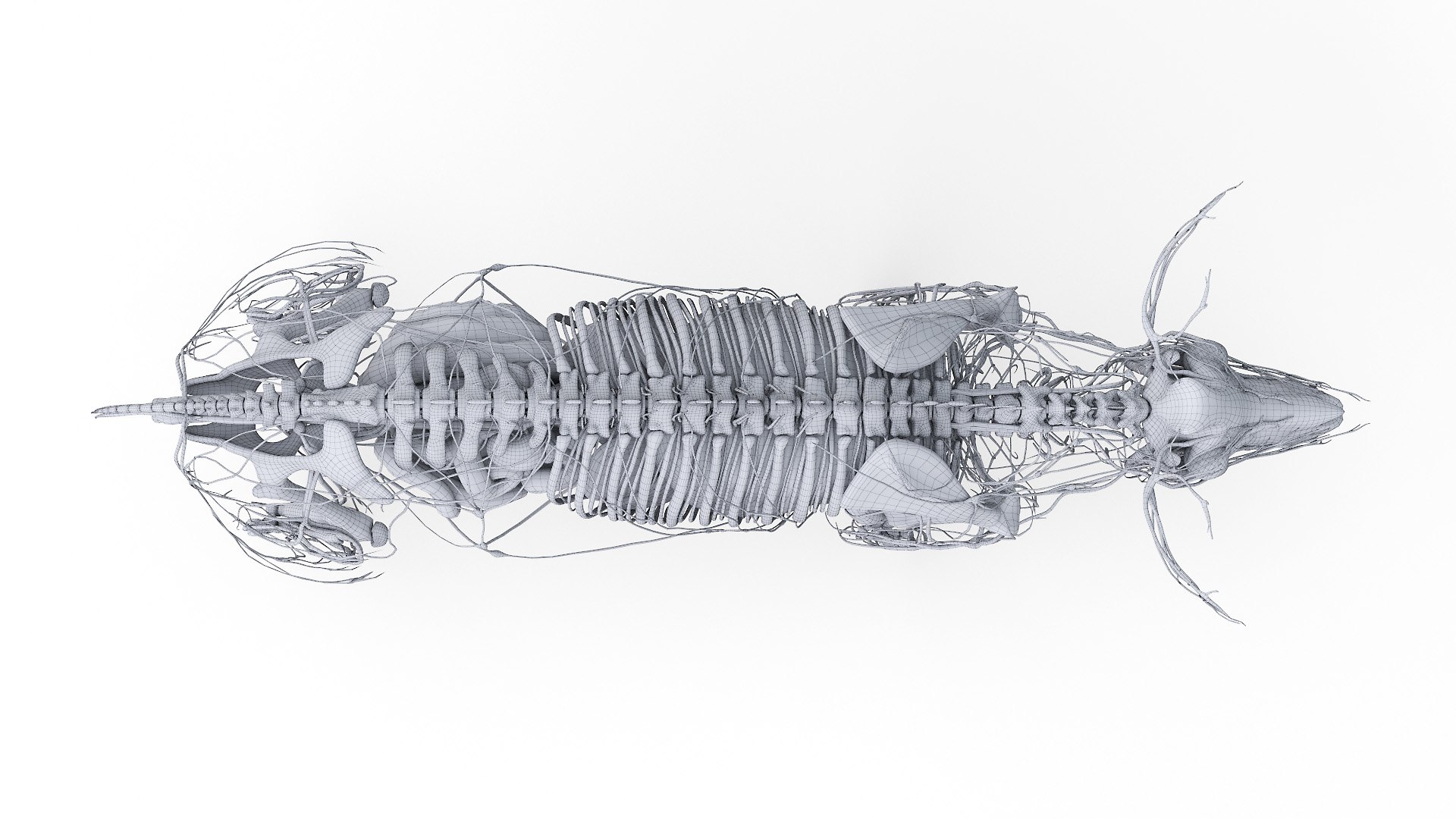 3D model Full Pig Anatomy Animated https://p.turbosquid.com/ts-thumb/Oj/1yPZV8/fU/2021_pig_anatomy_wire_anatomy2f0006/jpg/1655816062/1920x1080/fit_q87/ac5ac7355c024c4e8b4a230fa0238ff63a507340/2021_pig_anatomy_wire_anatomy2f0006.jpg