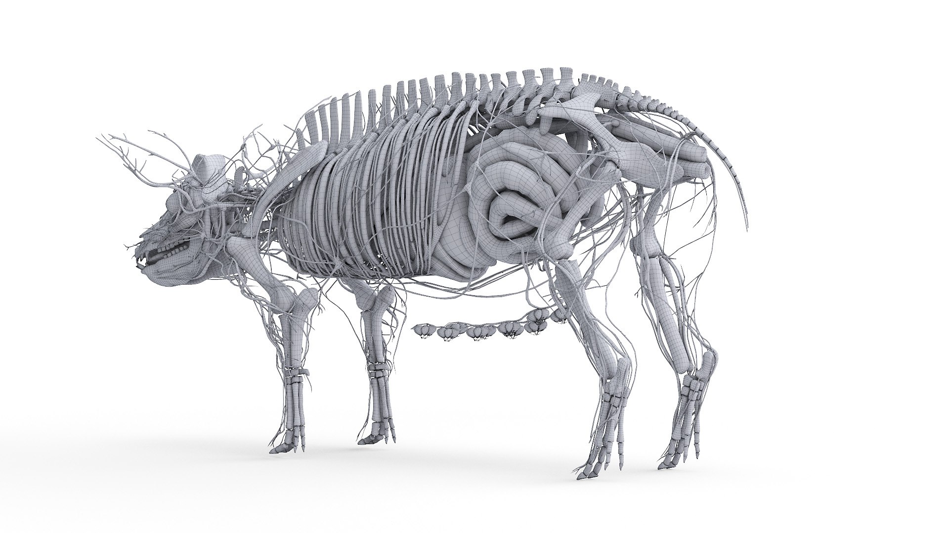 3D model Full Pig Anatomy Animated https://p.turbosquid.com/ts-thumb/Oj/1yPZV8/fy/2021_pig_anatomy_wire_anatomy2f0004/jpg/1655816061/1920x1080/fit_q87/59db5dc2b2295314089fb515ba3fa18a0eb47ec6/2021_pig_anatomy_wire_anatomy2f0004.jpg