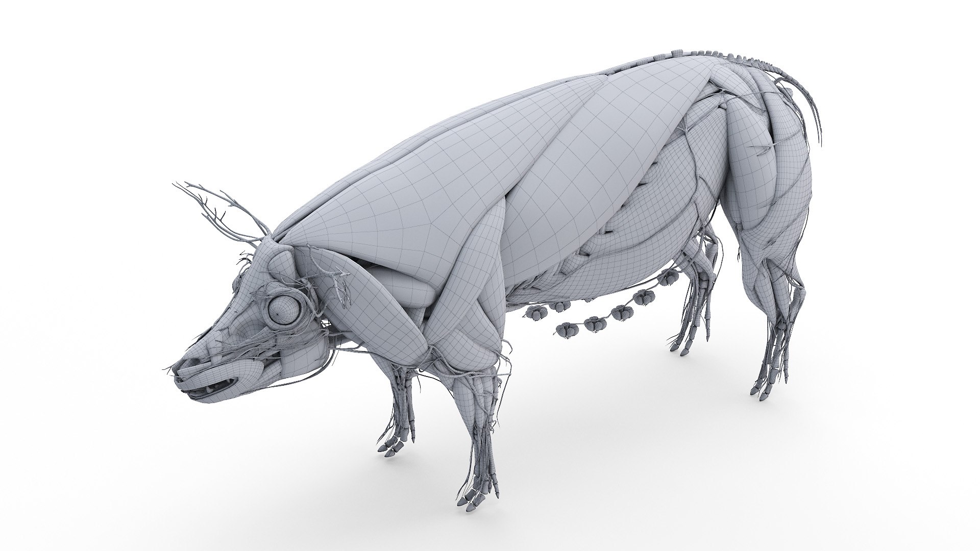 3D model Full Pig Anatomy Animated https://p.turbosquid.com/ts-thumb/Oj/1yPZV8/g3/2021_pig_anatomy_wire_anatomy0003/jpg/1655816003/1920x1080/fit_q87/15c3a6c7cd838b160ec3a4988788f76986ccfb93/2021_pig_anatomy_wire_anatomy0003.jpg