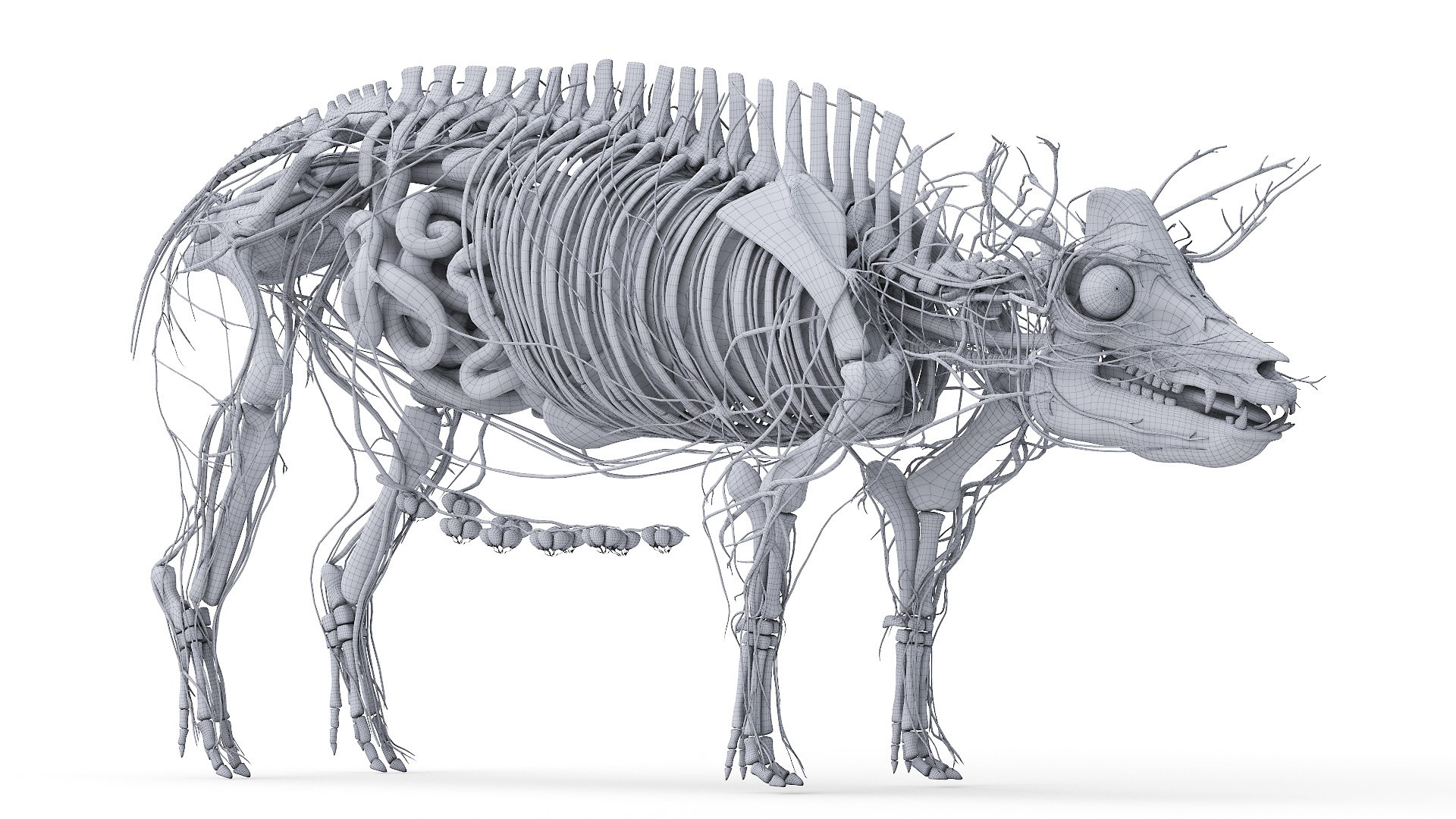 3D model Full Pig Anatomy Animated https://p.turbosquid.com/ts-thumb/Oj/1yPZV8/h7/2021_pig_anatomy_wire_anatomy2f0001/jpg/1655816063/1920x1080/fit_q87/3f974eba97fe1d3656f017403491493249ecb5f4/2021_pig_anatomy_wire_anatomy2f0001.jpg