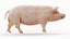 Full Pig Anatomy Animated