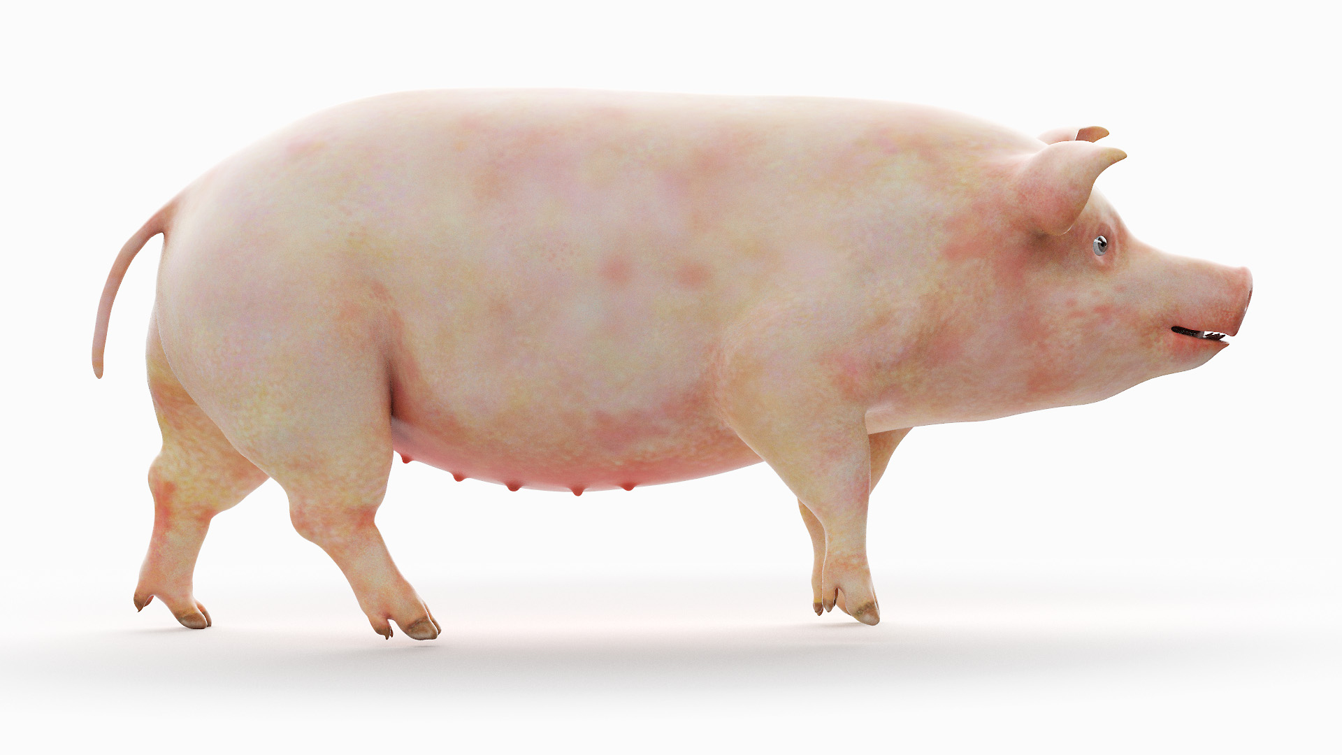 3D model Full Pig Anatomy Animated https://p.turbosquid.com/ts-thumb/Oj/1yPZV8/iZ/pig_animated/jpg/1655807813/1920x1080/turn_fit_q99/a2c2cfb354d8a2c6d4ef91b88d3d90691716045f/pig_animated-1.jpg