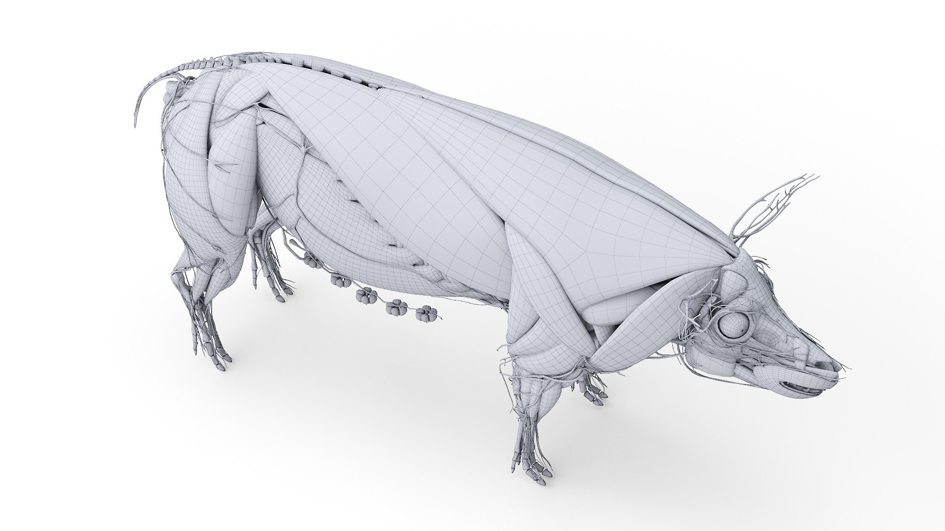 3D model Full Pig Anatomy Animated https://p.turbosquid.com/ts-thumb/Oj/1yPZV8/ja/2021_pig_anatomy_wire_anatomy0007/jpg/1655816001/1920x1080/fit_q87/e71f74adbf9ec7345890cea1aabcc5a9c5974574/2021_pig_anatomy_wire_anatomy0007.jpg