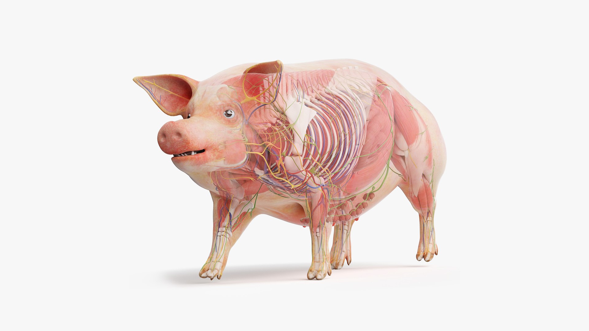 3D model Full Pig Anatomy Animated https://p.turbosquid.com/ts-thumb/Oj/1yPZV8/kB/pig_animated_sig_cinema/jpg/1655911964/1920x1080/fit_q87/cda6a2e609ac79127d30d486a13f0781cb9c8a4b/pig_animated_sig_cinema.jpg