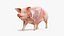 Full Pig Anatomy Animated