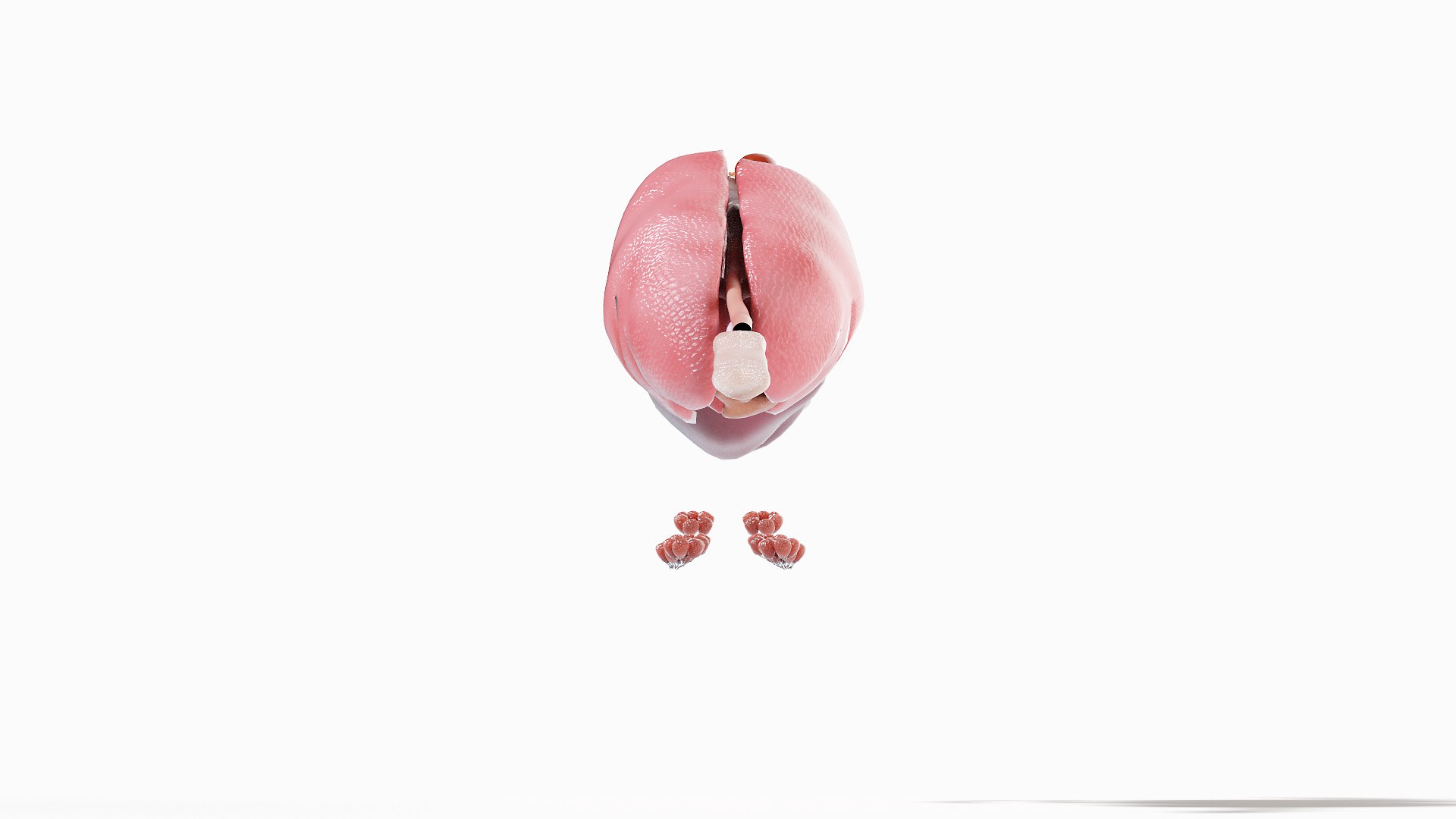 3D model Full Pig Anatomy Animated https://p.turbosquid.com/ts-thumb/Oj/1yPZV8/mT/pig_anatomy_organs0005/jpg/1655813102/1920x1080/fit_q87/b972f379f9b902b5e6383b4f09e20f1828b7815c/pig_anatomy_organs0005.jpg