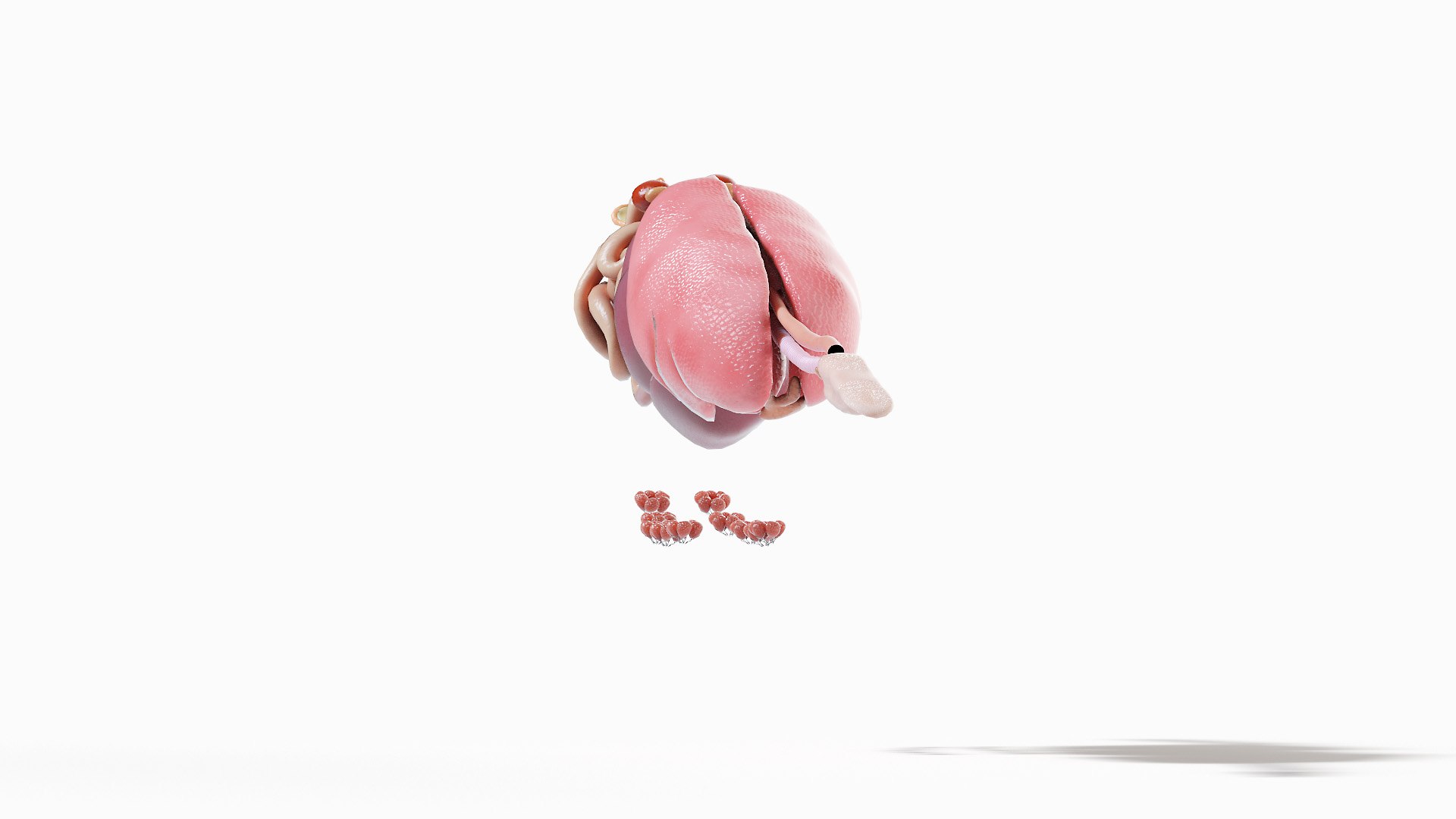 3D model Full Pig Anatomy Animated https://p.turbosquid.com/ts-thumb/Oj/1yPZV8/o2/pig_anatomy_organs0001/jpg/1655813103/1920x1080/fit_q87/dd143b8ddd25c1451ccc163d56f0bdc9784fcd8d/pig_anatomy_organs0001.jpg