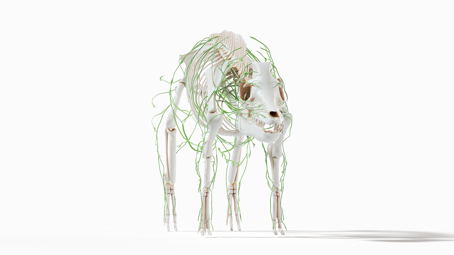 3D model Full Pig Anatomy Animated https://p.turbosquid.com/ts-thumb/Oj/1yPZV8/p2/pig_anatomy_systems_lymphatic0001/jpg/1655813026/1920x1080/fit_q87/57b2d14090ecaa4625d47f72072d358e153cb057/pig_anatomy_systems_lymphatic0001.jpg