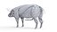 Full Pig Anatomy Animated