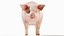 Full Pig Anatomy Animated