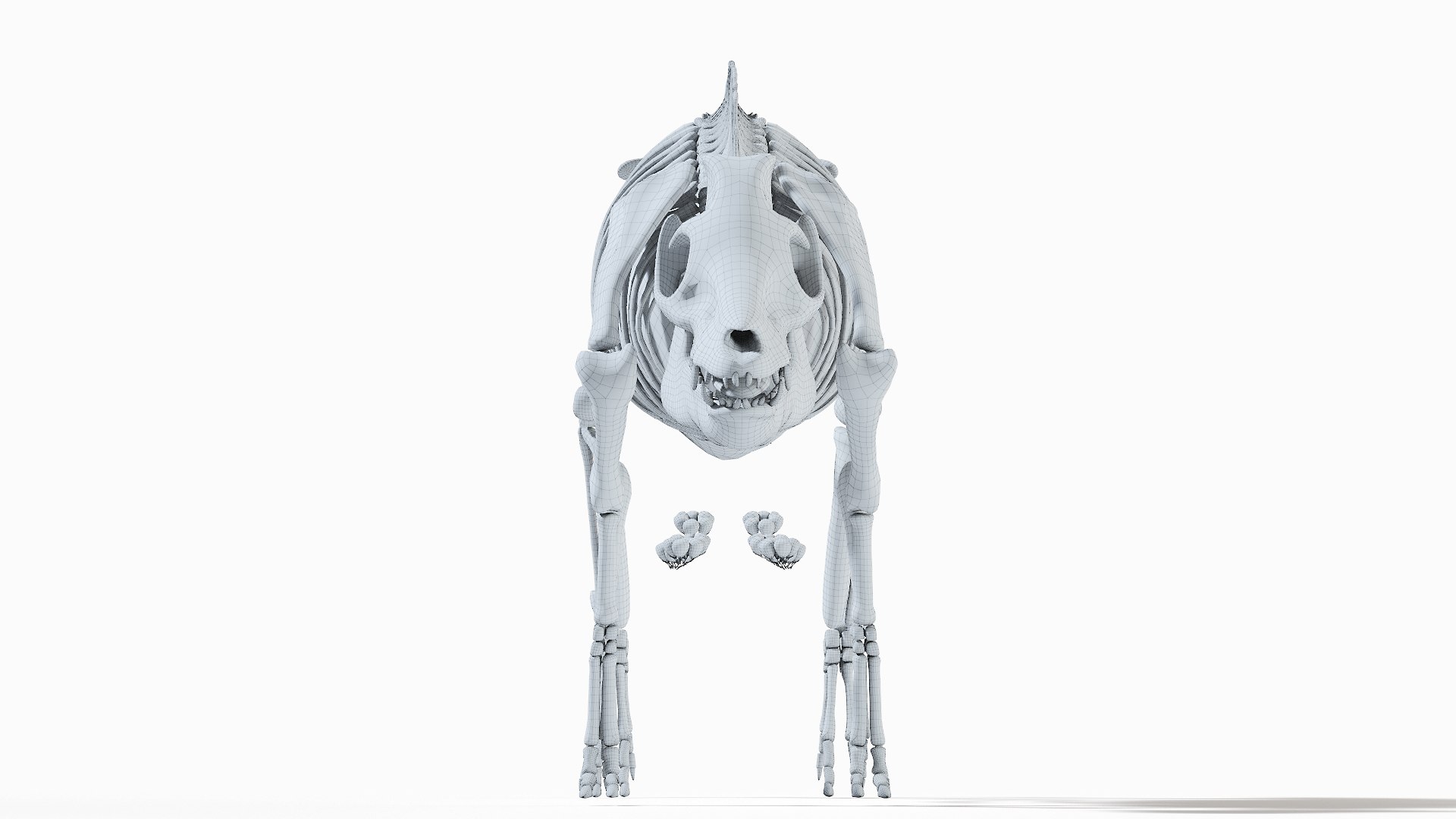 3D model Full Pig Anatomy Animated https://p.turbosquid.com/ts-thumb/Oj/1yPZV8/vX/pig_anatomy_systems_organs_wire0005/jpg/1655828374/1920x1080/fit_q87/394438450465e8819b47c4d2f8b595cfdfcb0bca/pig_anatomy_systems_organs_wire0005.jpg