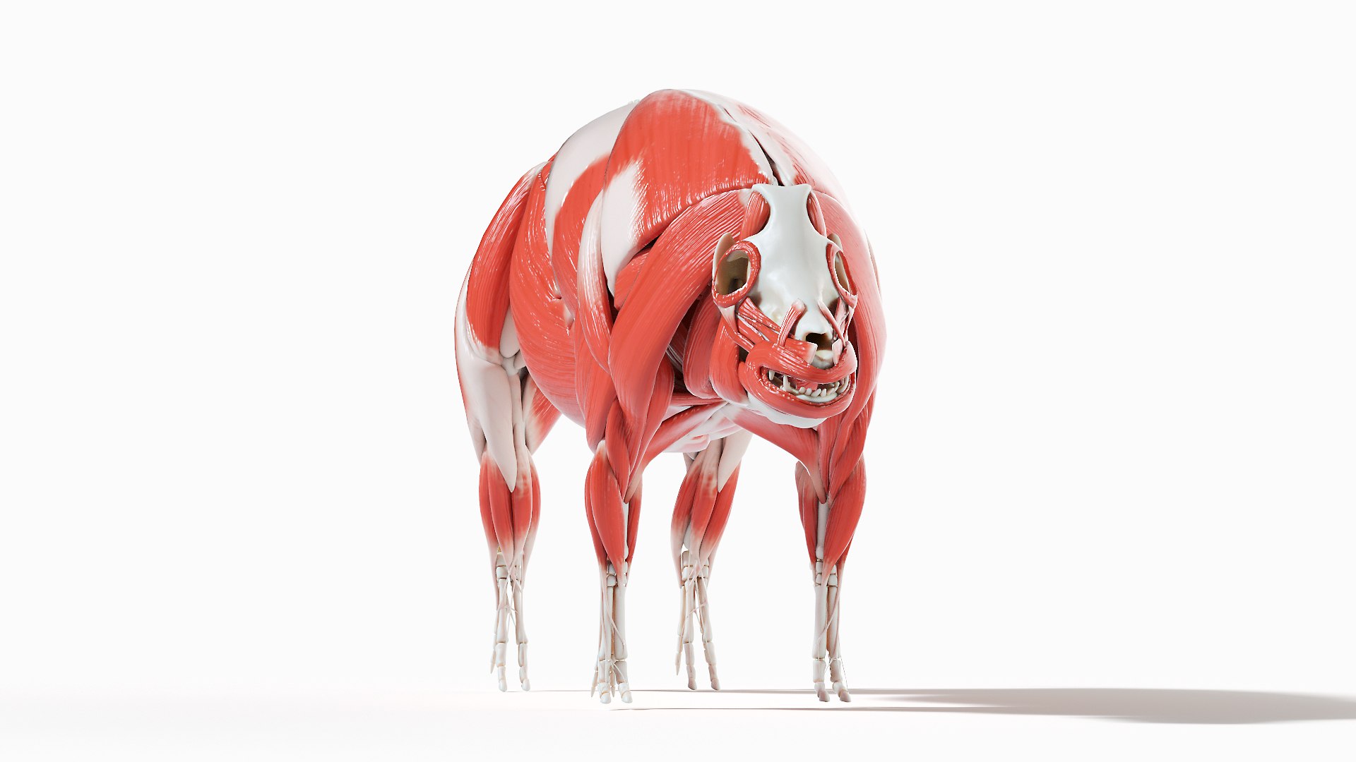 3D model Full Pig Anatomy Animated https://p.turbosquid.com/ts-thumb/Oj/1yPZV8/w9/pig_anatomy_systems_muscles0001/jpg/1655812839/1920x1080/fit_q87/cc45e86763f337803f3ebb091f118a88f466ac3d/pig_anatomy_systems_muscles0001.jpg