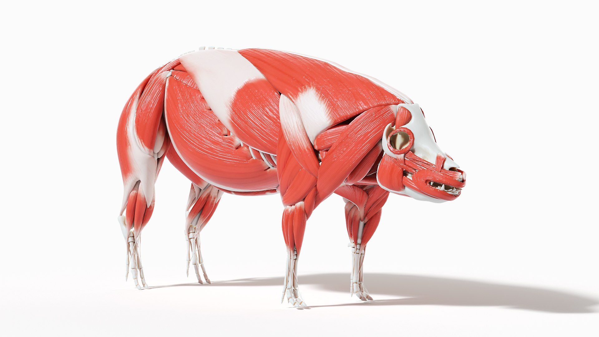 3D model Full Pig Anatomy Animated https://p.turbosquid.com/ts-thumb/Oj/1yPZV8/wv/pig_anatomy_systems_muscles0000/jpg/1655812838/1920x1080/fit_q87/b11ed83a45c60722cc0c576d011dfcaaab89ede2/pig_anatomy_systems_muscles0000.jpg
