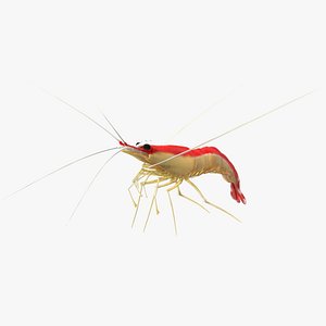 White Banded Cleaner Shrimp Fur