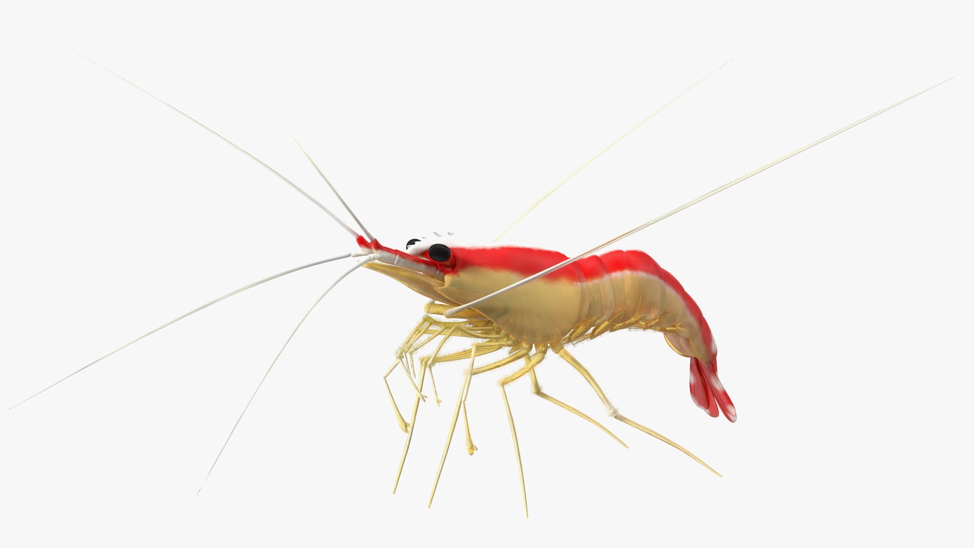 White Banded Cleaner Shrimp Fur 3D model preview