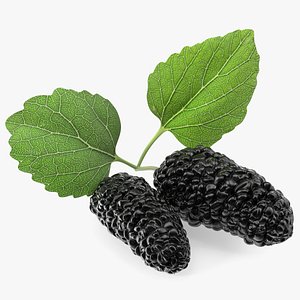 Mulberry Fruit Black with Leaves 3D