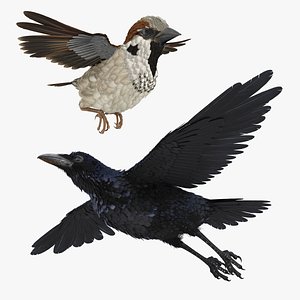 Rigged Raven and Sparrow 3D Models Collection