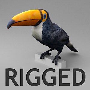 3d model of rigged toucan