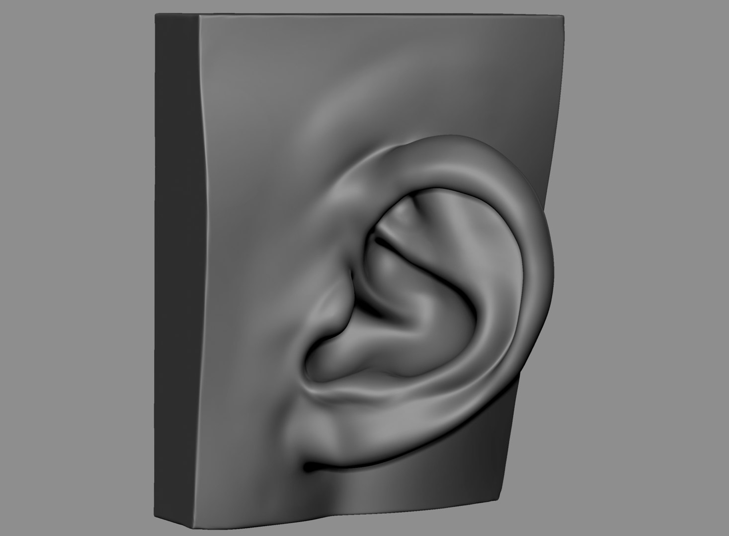 3D Ear Anatomy Model - TurboSquid 1432892