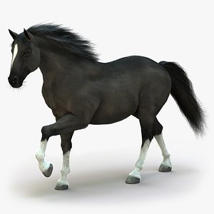 3D horse black animation fur