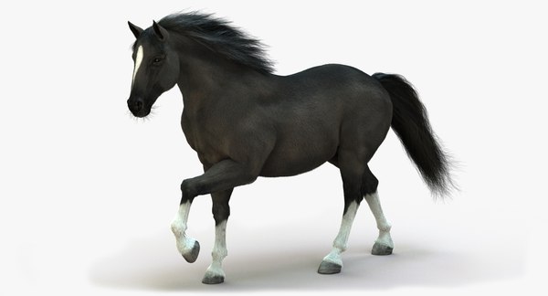 3D horse black animation fur - TurboSquid 1217683